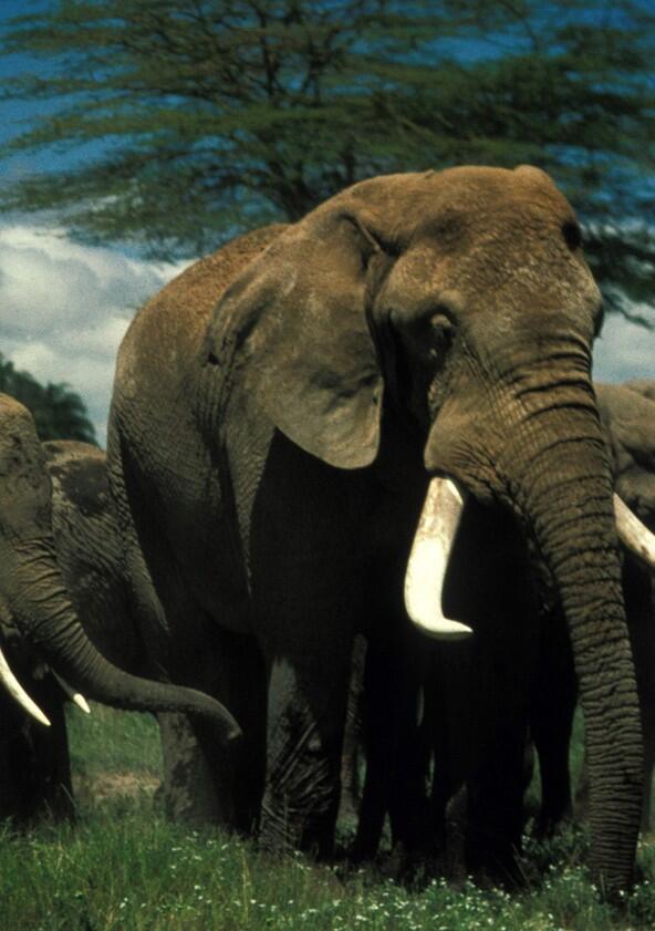 Echo and the Elephants of Amboseli