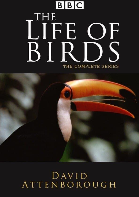 The Life of Birds - Season 1