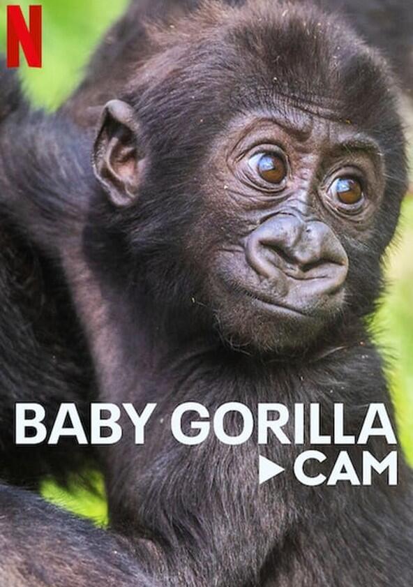 Baby Gorilla Cam - Season 1