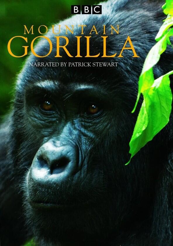 Mountain Gorilla - Season 1