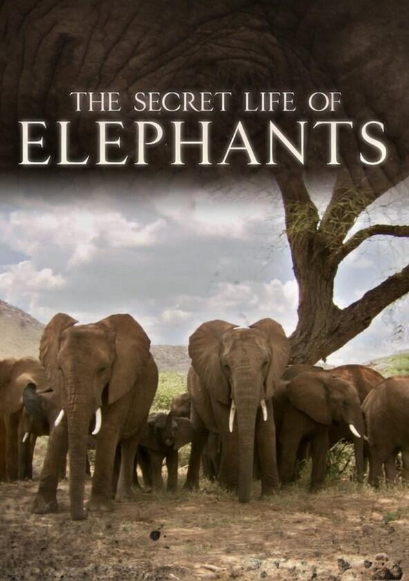 The Secret Life of Elephants - Season 1