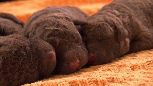 Fluffy Pups and Tater Tots