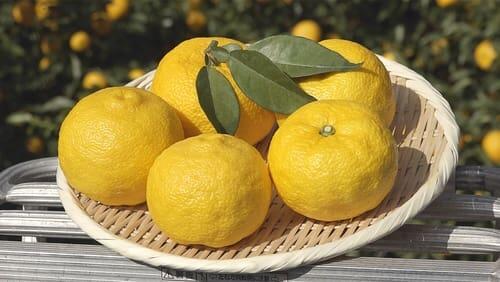 Yuzu