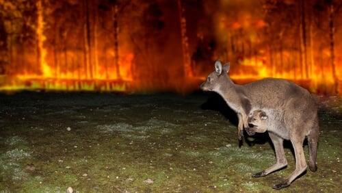 Australian Bushfire Rescue