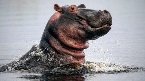 Hippos: Africa's River Giants