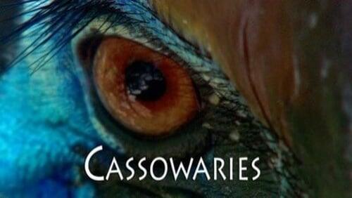 Cassowaries