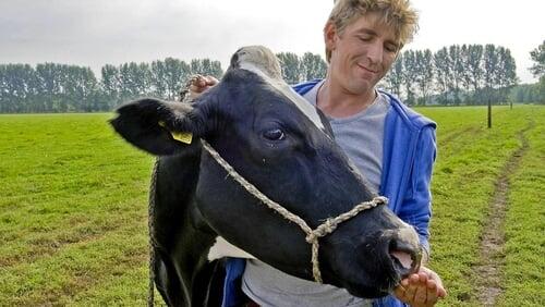 Kuh - Erste Hilfe für die Milch