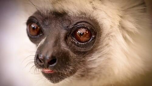 Madagascar, Lemurs and Spies