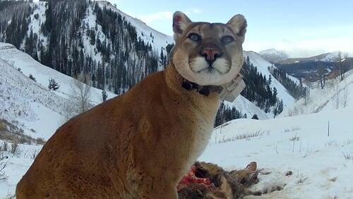 Mountain Lions: Big Cats in High Places