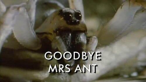 Goodbye Mrs. Ant