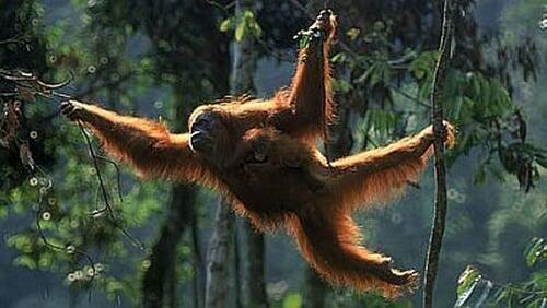 Orangutans, The High Society