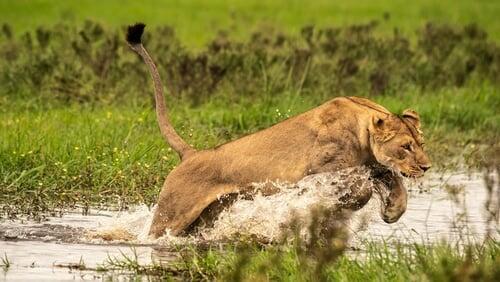 Okavango: River of Dreams - Episode 1: Paradise