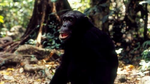 Jane Goodall's Wild Chimpanzees