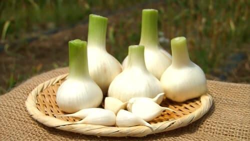 Garlic