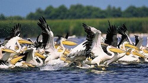 Danube Delta - Europe Untamed