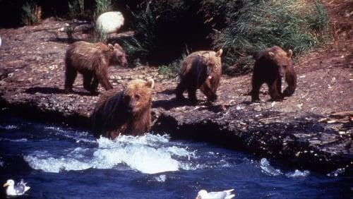 Showdown at Grizzly River