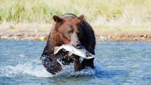 Grizzlies of Alaska