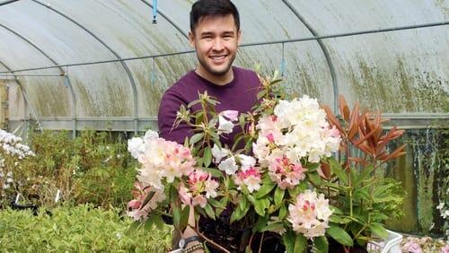 Rhododendrons and Carnations