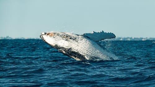 Humpback Songs