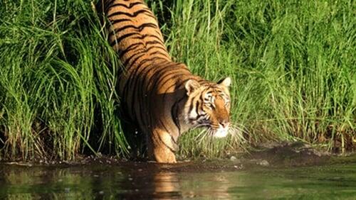 Man-Eating Tigers of the Sundarbans