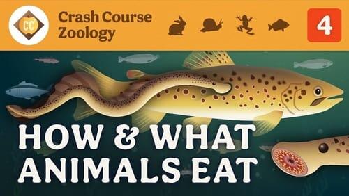 How & What Animals Eat