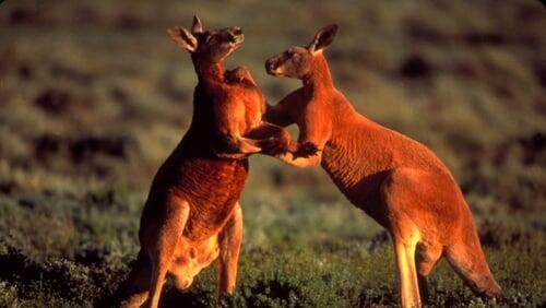 Big Red Roos