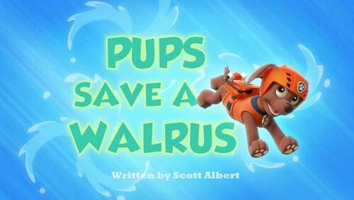 Pups Save A Walrus