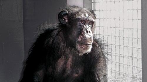 Chimpanzees: An Unnatural History