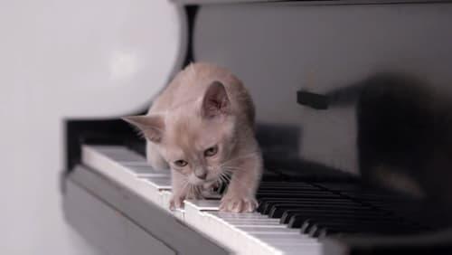 Musical Kittens