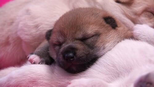 Mighty Mountain Puppies