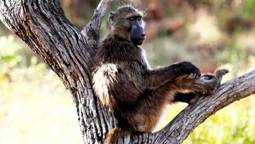 Bringing Up Baby... Baboons!