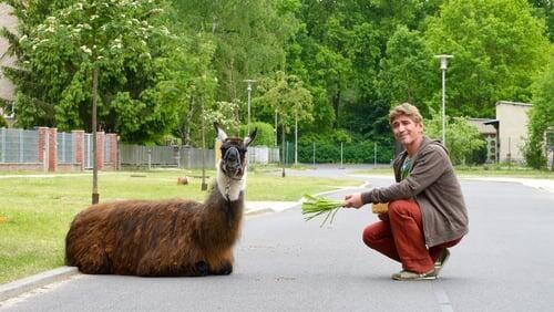 Lama - Eine folgenreiche Verwechslung