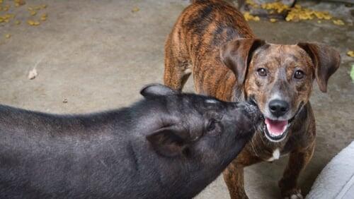 A Pig and His Pooch