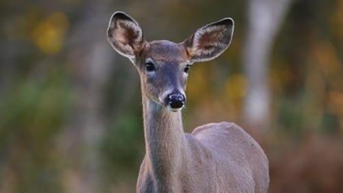 Deer