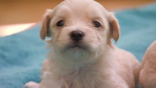 Pint-Sized Pups and a Ferret