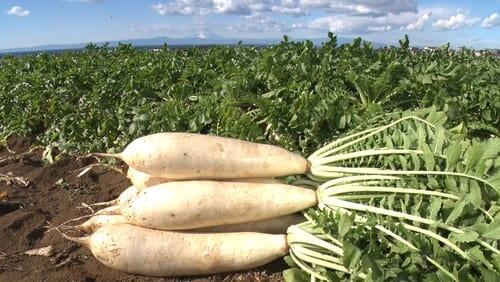 DAIKON