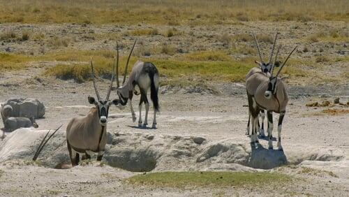 Etosha: The Great White Place