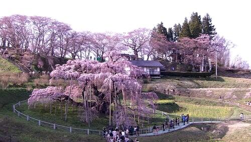 Cherry Blossoms will Bloom: Miharu, Fukushima