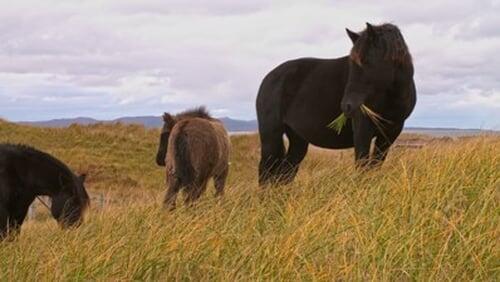 Horses of St. Pierre & Miquelon