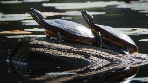 Wetlands