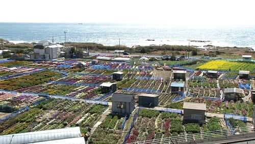 Boso Peninsula: A Carpet of Flowers