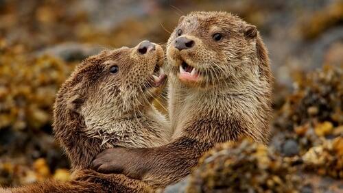 Charlie And The Curious Otters