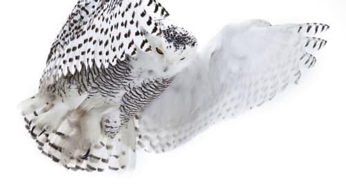 Magic of the Snowy Owl