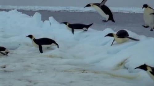 Penguins of the Antarctic