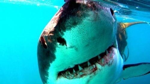 Great White Shark