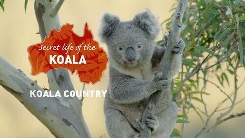 Koala Country