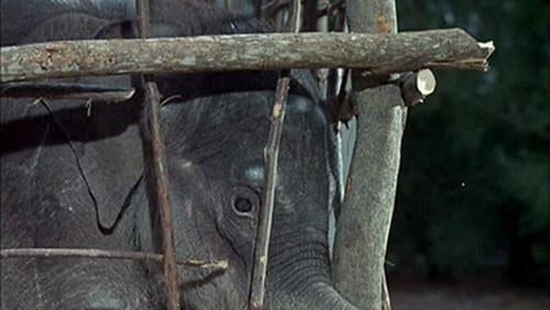 Flipper and the Elephant (1)