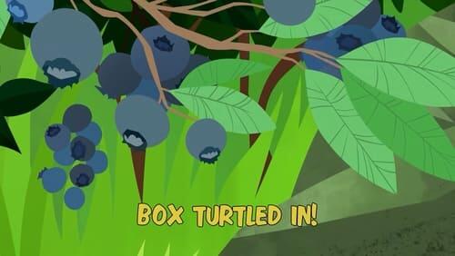 Box Turtled In!