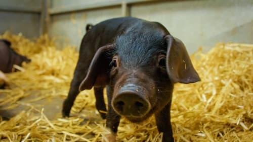 Royal Welsh Show - Pigs