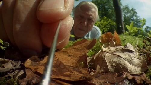 Attenborough's Life Stories: Part One - Life on Camera